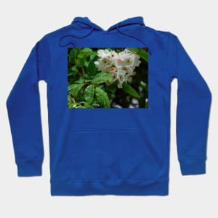 Raindrops on roses Hoodie